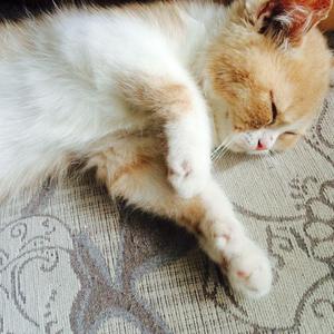 一级簧片aaa免费观看
